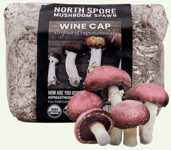 mushrooms with a bag of mushroom spore