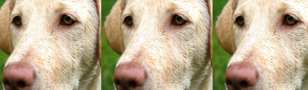 3 dogs close up