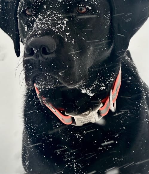 black dog in snow