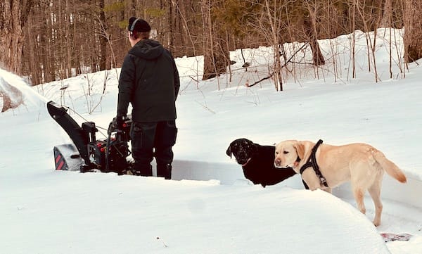 snowblower and dogs in snow