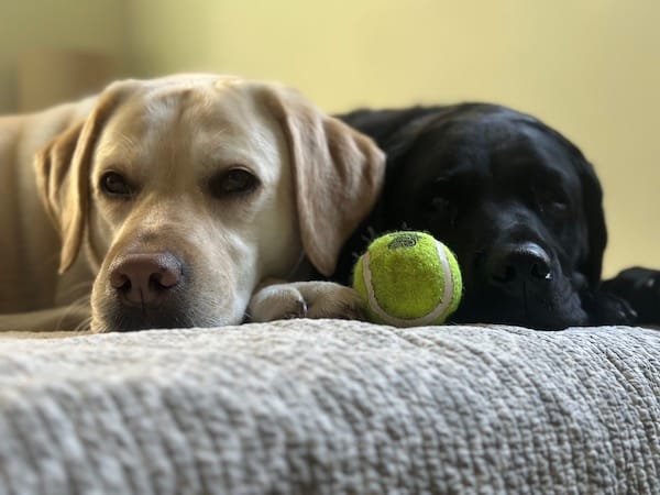 two dogs lying on a bed