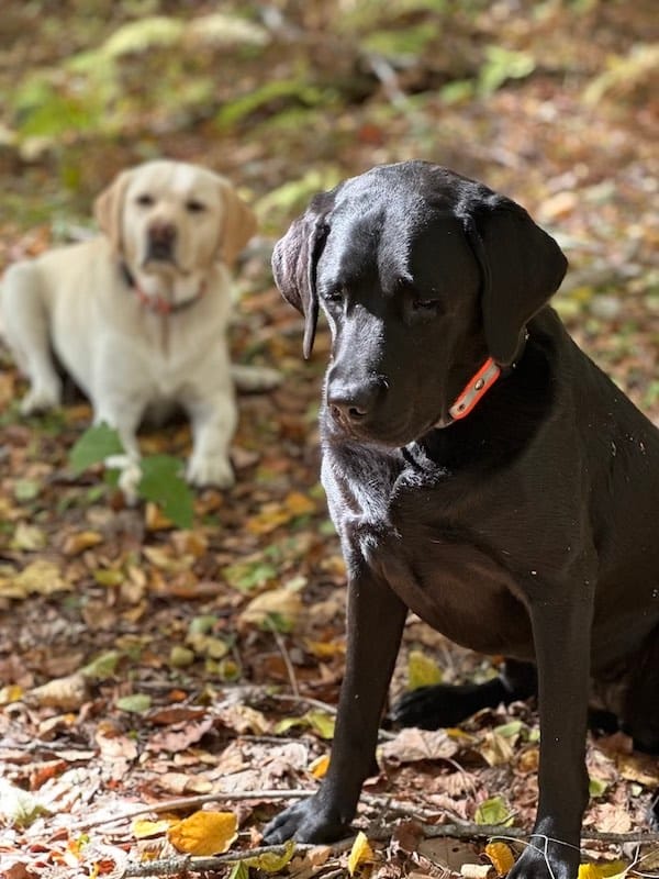 Two dogs sitting in the woods
