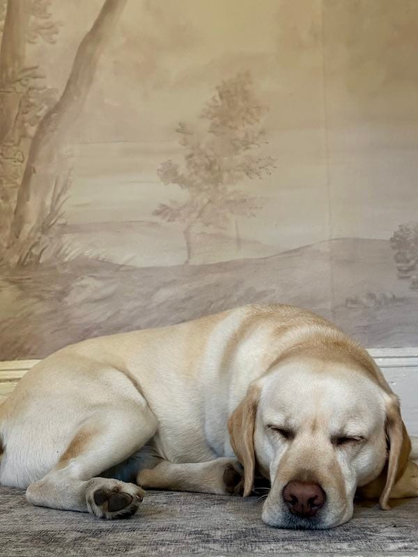 dog lying on a rug in front of a wallpapered wall