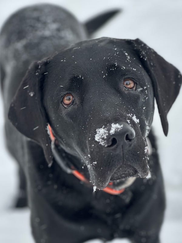 black dog in snow looking at camera