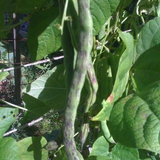 rattlesnake pole beans from fedco seeds