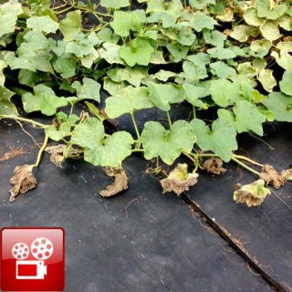 Weed Free Vegetable Garden