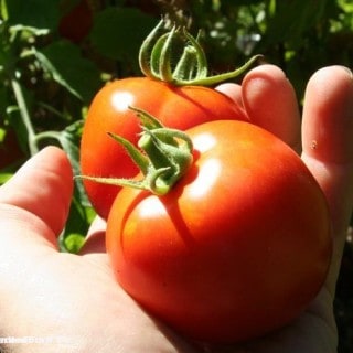 how-to-plant-tomatoes