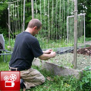 Build A Trellis - GardenFork.TV