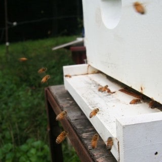 Honeybees landing with pollen on their legs