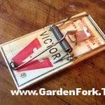 The Best Mouse Trap, Period - GF Video - GardenFork - Eclectic DIY