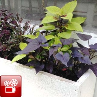 plant a window box